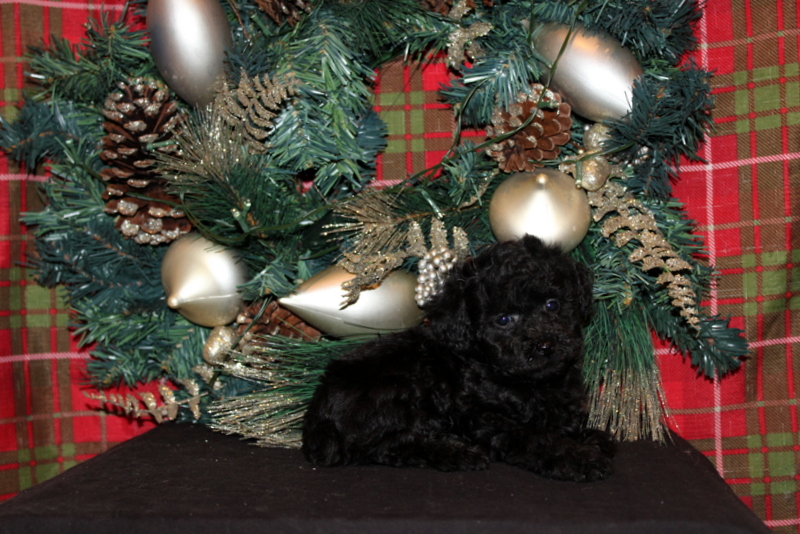 puppy, for, sale, Mini Poodle, Matthew B. Stoltzfus, dog, breeder, Gap, PA, dog-breeder, puppy-for-sale, forsale, nearby, find, puppyfind, locator, puppylocator, aca